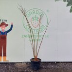 Albízia ružová (Albizia Julibrissin) ´OMBRELLA´® - výška 180-200 cm, kont. C35L - VIACKMENNÁ